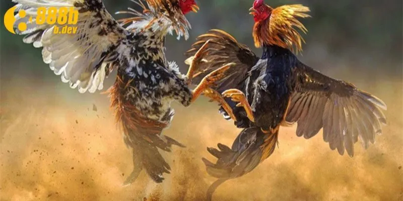 Hướng dẫn chi tiết về cách chơi đá gà của nhà cái 